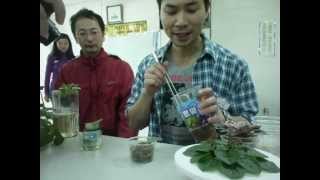 20120324 台中網聚 阿棋大示範教學 非洲紫羅蘭 vidowang African Violets [upl. by Lothario]