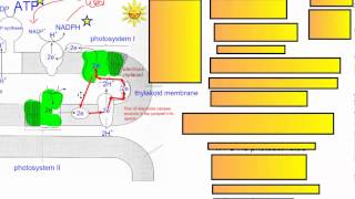 Photosynthesis Part 3 Cyclic Photophosphorylation IB Biology [upl. by Jenne80]