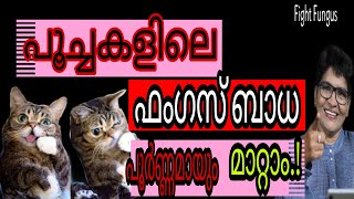 Effective Tips For Manage Ringworm In Cats  Fighting Fungus  Nandas PetsampUs  Vanaja Subash [upl. by Huxham]