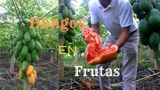 Papaya Hongos en la Fruta [upl. by Pheni172]