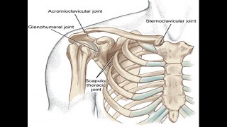 Two Minutes of Anatomy Scapulothoracic Joint [upl. by Yvan]