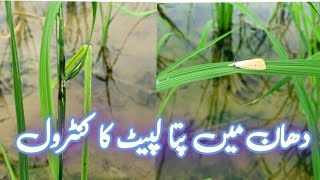 How to control leaf roller in rice Rice insect pests  دھان کی فصل میں پتہ لپیٹ سنڈی کا کنٹرول۔ [upl. by Nojad]