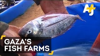 Farmed Fish Are A Temporary Option For Blockaded Gaza [upl. by Stephie]