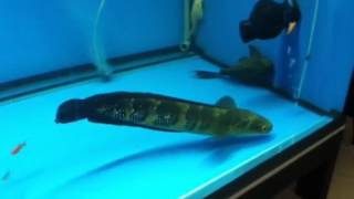 Channa Maruliodes Emperor Snakehead [upl. by Ijok]