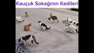 Ciğer Bahane Sohbet Şahane Kediler Toplandı shortvideo cat cute funny animals shorts short [upl. by Adamsun]