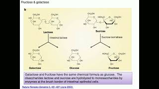 Medical Biochemistry Fructose Galactose and Pentose Phosphate Pathway 1 SKILDUM [upl. by Ronal]