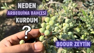 Neden Arbequina Zeytin Bahçesi Kurdum Why Did I Establish Arbequina Olive Gardenbudama erenvural [upl. by Dlorad]