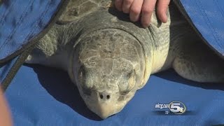 Sea Turtle Released In Fort Morgan [upl. by Rafaelia932]