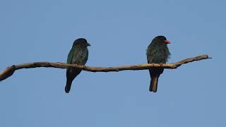 Oriental Dollarbird Eurystomus orientalis ssp orientalis [upl. by Oiramad]