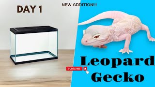 Leopard Gecko Setup For Beginners [upl. by Inger257]