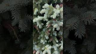 🦠Colorado blue spruce needle cast disease Rhizosphaera cast disease [upl. by Nitsrik227]