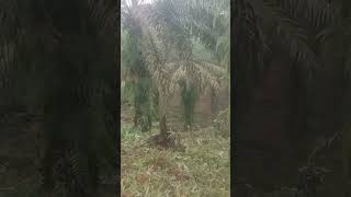 Kerja babat di kebun sawit 2 tahun nggak pernah dibabat [upl. by Lednew]