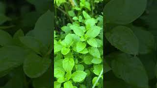 A Poisonous Plant to Avoid When Foraging Chickweed [upl. by Rehportsirhc409]