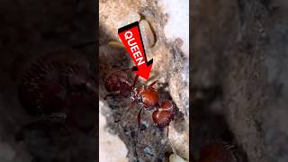 I Found My Queen Ant  Harvester Ants Pogonomyrmex badius [upl. by Eckhardt]