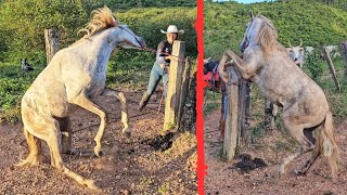 SALVANDO O CAVALO XUCRO DO VIZINHO 😱 [upl. by Htevi]