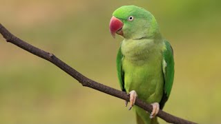 WHY are Parakeets in Britain [upl. by Ahsehyt]