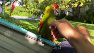 Red Fronted Macaw Hammock Time [upl. by Noemi983]