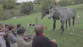 Concerto per cavalli e mucche curiose  Musica Spiccia [upl. by Annais]