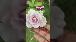 Lagerfeld rose fragrantrose mauverose terracerosegarden aroseaday rosegardens roselove [upl. by Adnamahs328]