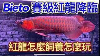 龍魚系列Bieto賽級紅龍帶你找回玩龍魚最初的味道體型均勻體色優美的綠皮辣椒紅龍誰說小品牌龍魚不會有好魚這次讓小林哥帶著我們一起欣賞這一隻bieto賽級綠皮辣椒紅龍 [upl. by Merriman]