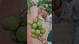 punasa mangoes harvestingపునాస మామిడిmangoes mygarden harvesting shortvideo gardening [upl. by Nauq411]