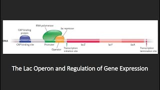 Regulation of Gene Expression  Lac Operon [upl. by Gallagher]