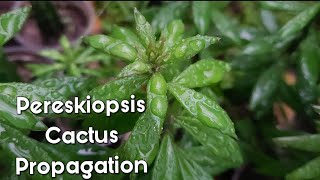 Pereskiopsis Cactus Propagation  Micro Grafting Rootstock [upl. by Miner]