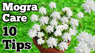 MOGRA PLANT CAREGROWING TIPS amp FERTILIZERमोगरा की देखभाल mogra mograplantcaregardening [upl. by Laehcim]