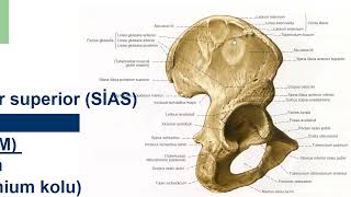 Genel Anatomi 8in 2si Alt taraf kemikleri İnsan Anatomisi TUS DUS SBF Soru çözümü Arasınav [upl. by Ahon]