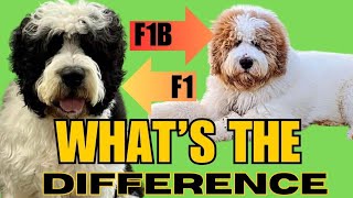 F1 amp F1B Breakdown Saint Berdoodles and Newfipoos See the difference [upl. by Grania113]