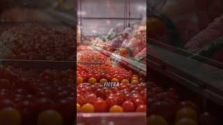 COMO se HACE la SALSA de TOMATE en las fábricas🍅🥫 Como se PREPARA la SALSA comosehace [upl. by Aicertap]