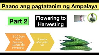 Paano ang Pagtatanim ng Ampalaya Part 2 Focus sa pagaabono  flowering hanggang harvesting stage [upl. by Brader]