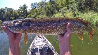 Whopper Plopper 75 Float And Fish Smallmouth And Pike [upl. by Ablasor167]