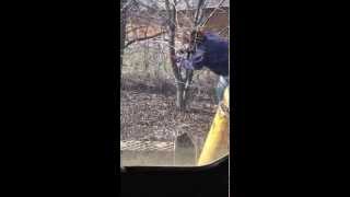 Pulling out buckthorn with skid steer [upl. by Flavio]