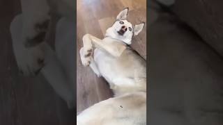 Huskies are pro at saying NO🤣 The Most Dramatic Huskies  Normal dogs vs Huskies 🤣 husky shorts [upl. by Lukey]