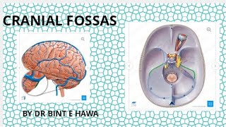 Anteriormiddle and posterior cranial fossa  BoundariesContents and Anatomy Skull [upl. by Spain]