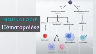 Immunologie  Hématopoièse [upl. by Salangi]