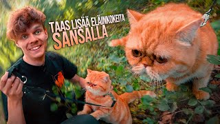 Taas lisää eläinkokeita Sansalla [upl. by Yessej]