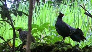 Screamlike Call of Wild Kalij Pheasants  Lophura leucomelanos  Video [upl. by Ythomit]