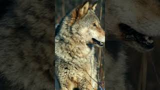 3 Dog Breeds That Can Beat a Wolf 2024 [upl. by Baily]