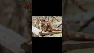 Rat like unknown animal animals animation cute viralvideo wildlife avenger viralshorts [upl. by Ruhtracam399]