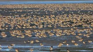 Pinkfooted Geese Montrose Basin zooms out [upl. by Dianthe]