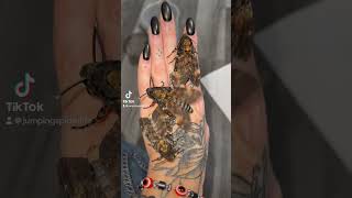 Which is your favourite Moth moths moth animals silkmoth [upl. by Liberati]