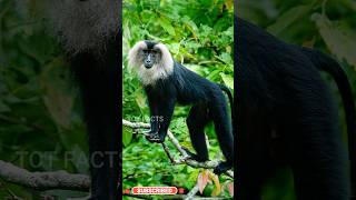 Lion Tailed Macaque ll Rare animal ll సింహతోక మకాక్ ll Telugu Facts ll TOT FACTS [upl. by Nagiem934]