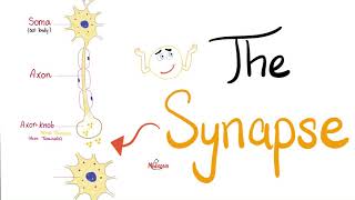 The Synapse  Neuro  Biology [upl. by Auqenet]