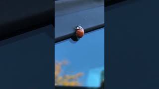 Have You Saved Cute Ladybug Today shorts nature life [upl. by Meekah]