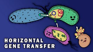 CONJUGATION TRANSFORMATION TRANSDUCTION HORIZONTAL GENE TRANSFER [upl. by Yecart]