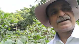 Kala Dhatura Plantgardening herbalgarden Lodi gardenindia [upl. by Anali840]