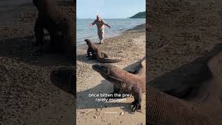 How Does a Komodo Dragon Take Down Its Prey [upl. by Benedict]