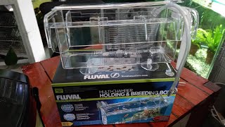 FLUVAL Multi Chamber HoldingBreeding Box Unboxing Review [upl. by Gnanmos]